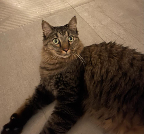 Gordo