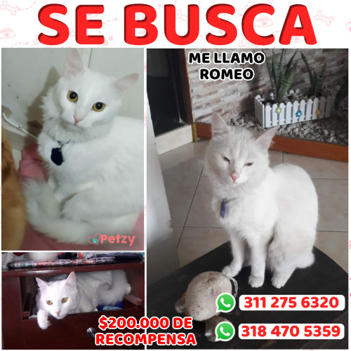 Foto de mascota Romeo