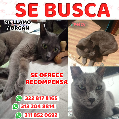 Foto de mascota Morgan