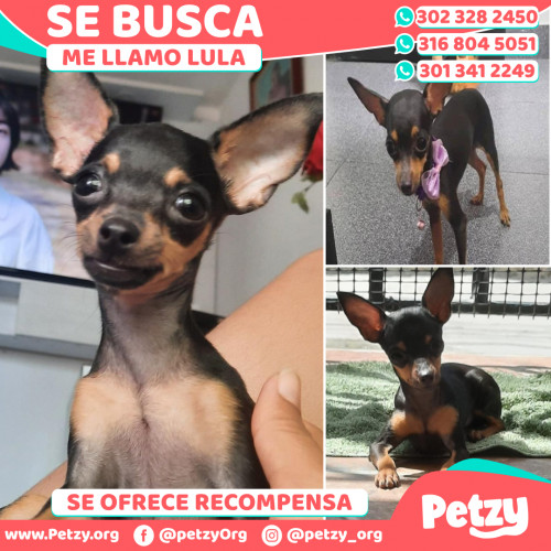 Foto de mascota Lula