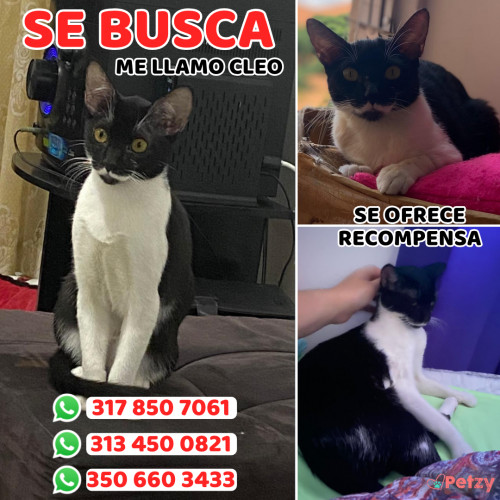 Foto de mascota Cleo