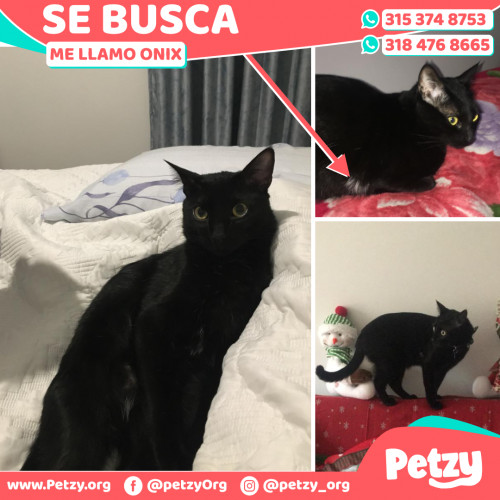 Foto de mascota Onix