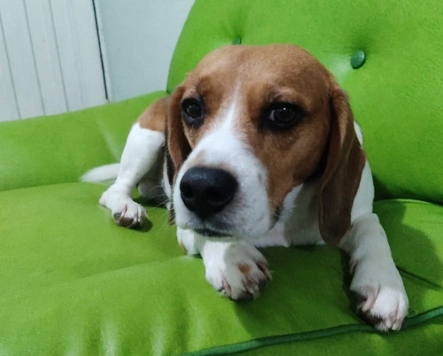 Bruno