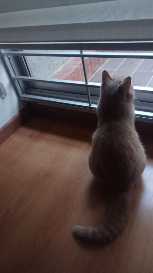 Romeo