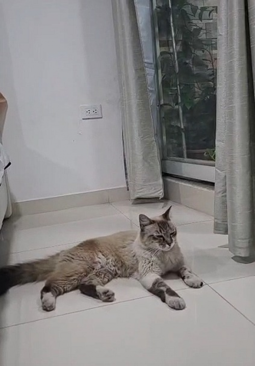 Mia