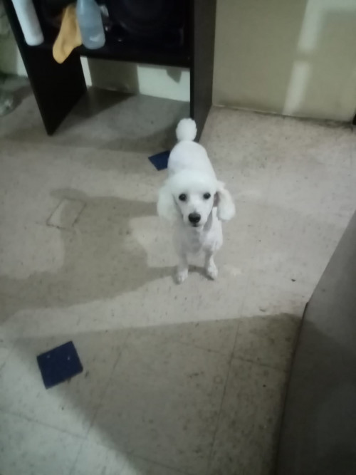 Lulu