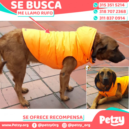 Foto de mascota Rufo