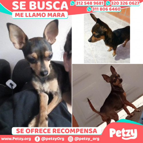 Foto de mascota Mara