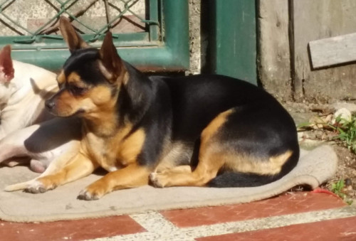 Morita