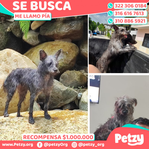 Foto de mascota Pía