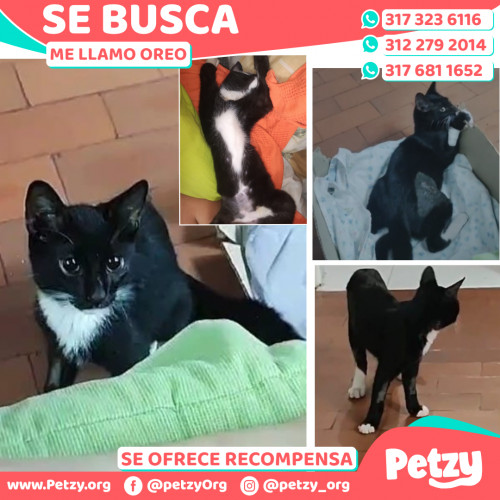 Foto de mascota Oreo