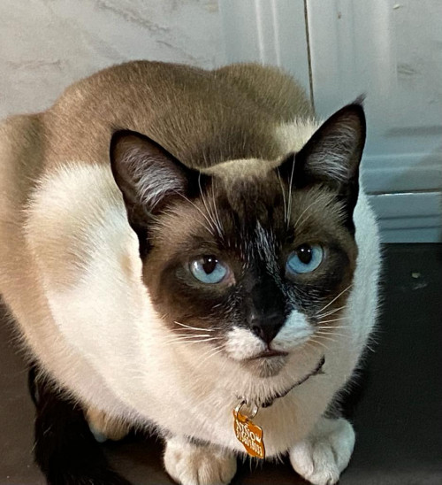 Kitty