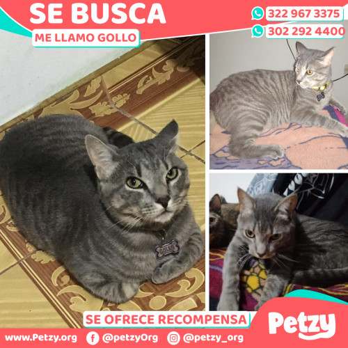 Foto de mascota Gollo