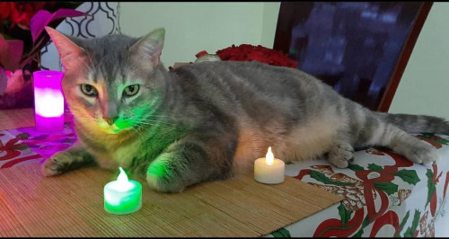 Ámbar Sofía
