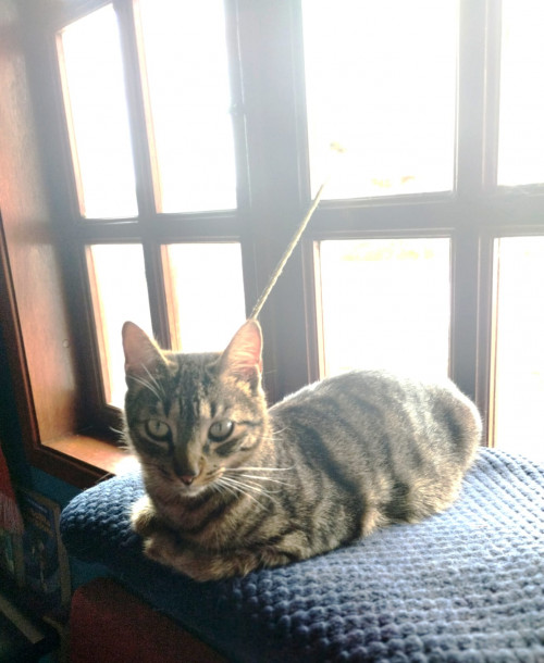 Bowie