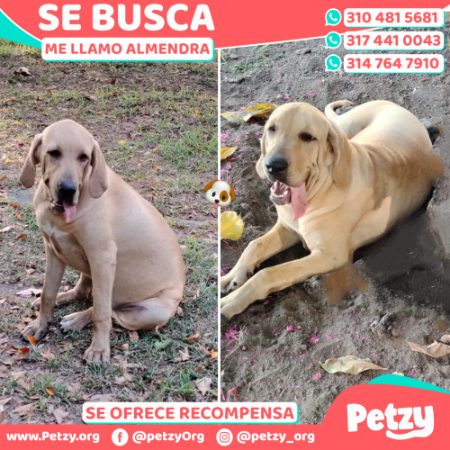 Banner de Almendra