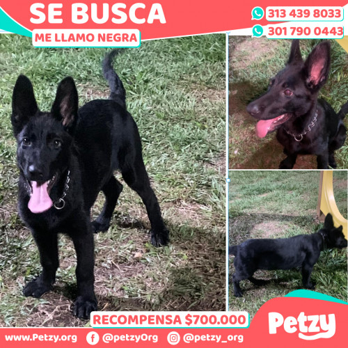 Foto de mascota Negra