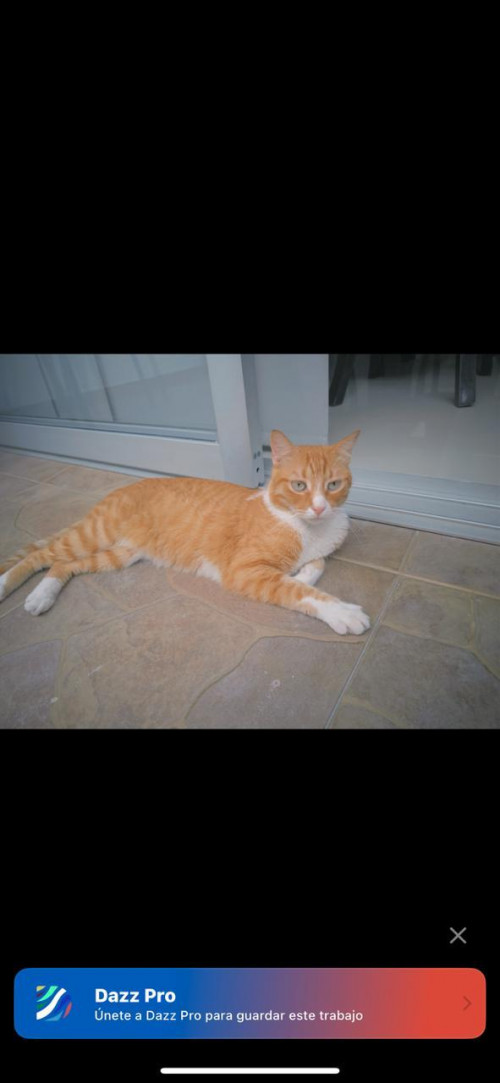 Simba