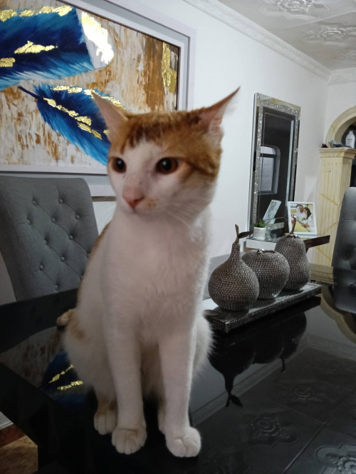 Simón
