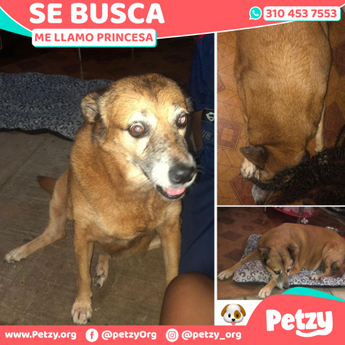 Foto de mascota Princesa