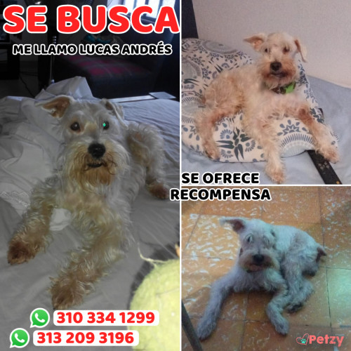 Foto de mascota Lucas Andrés