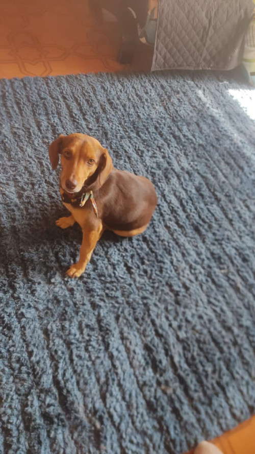 Canela
