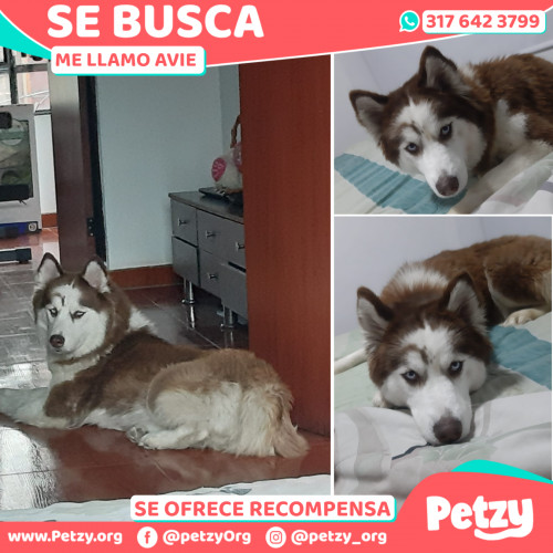 Foto de mascota Avie 