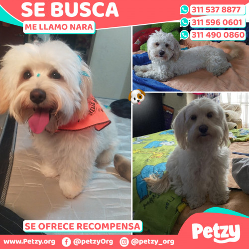 Foto de mascota Nara