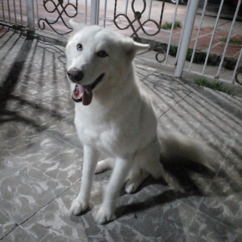 Cloe