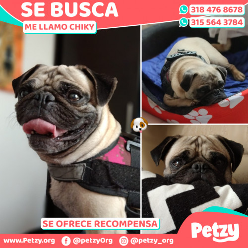 Foto de mascota Chiky