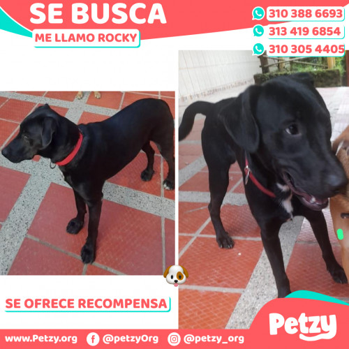 Foto de mascota Rocky