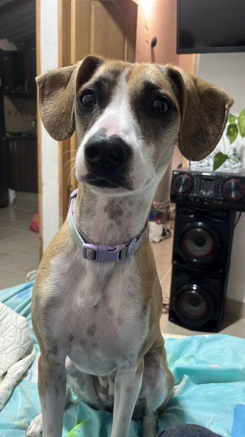 Zoé