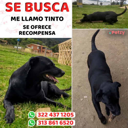 Foto de mascota Tinto