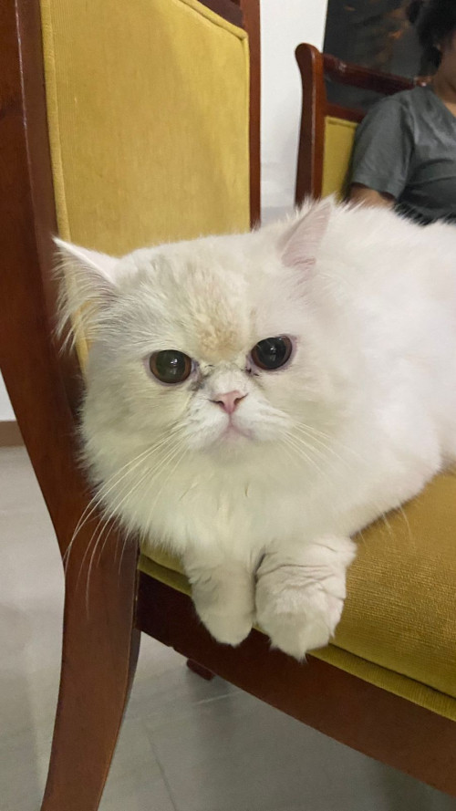 Michi