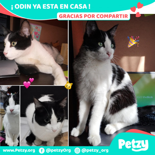 Foto de mascota Odin