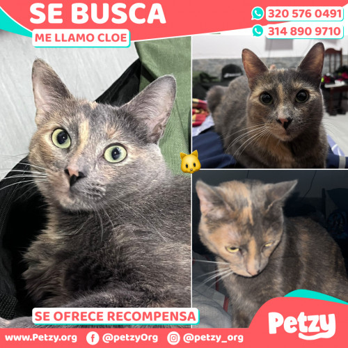 Foto de mascota Cloe