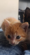 Foto de Cheeto en  Bogotá #5