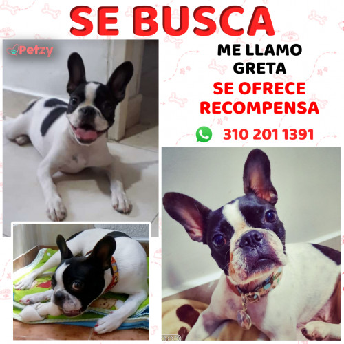 Foto de mascota Greta