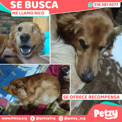 Foto de mascota Nico