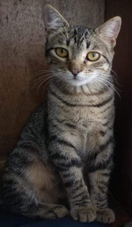 Lyra