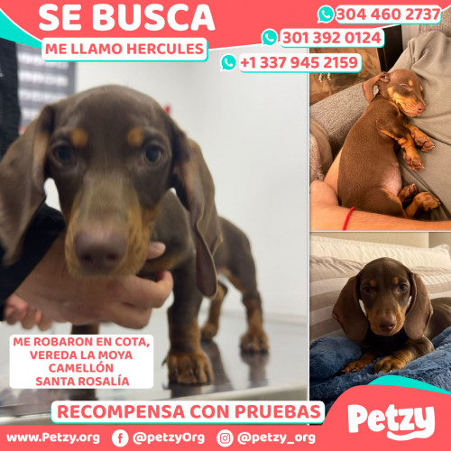 Foto de mascota Hercules