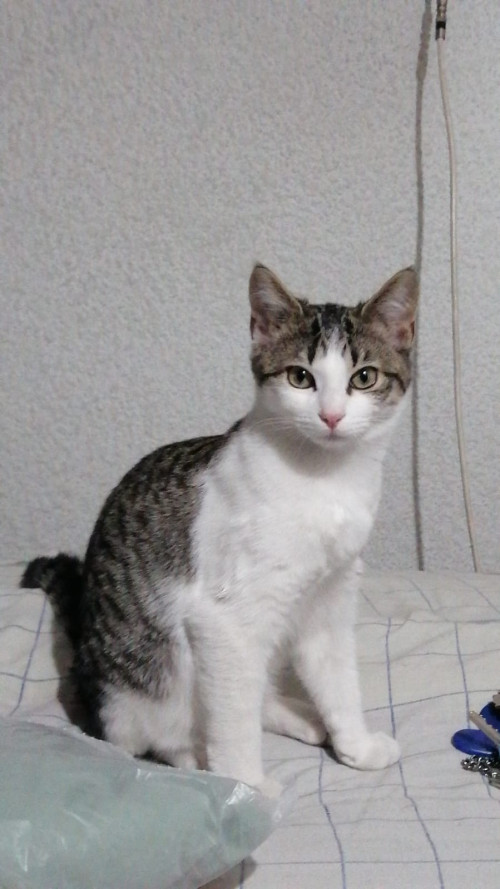 Mila