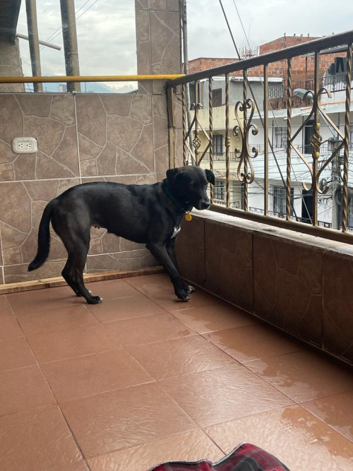 Negra