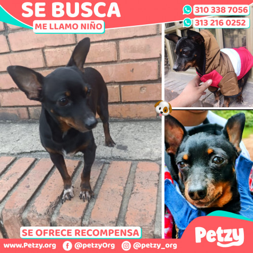 Banner de Niño