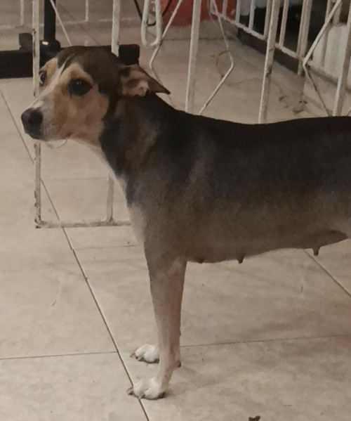 Milu