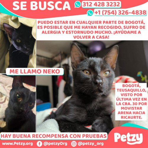 Foto de mascota Neko