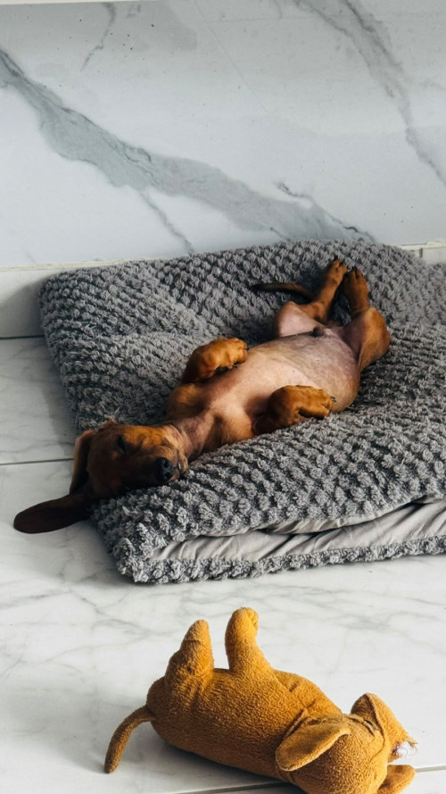 Canelo