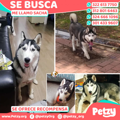 Foto de mascota Sacha