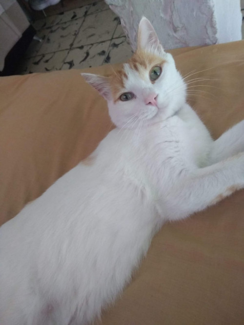 Milu