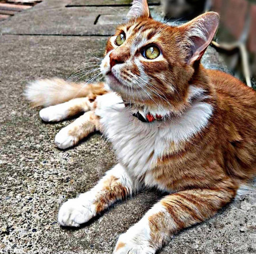 Gaturro